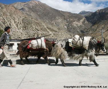 Yaks
