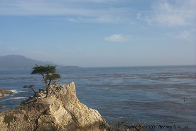 Lone Cypress - Seventeen-Mile Drive