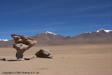 Arbol de Piedra