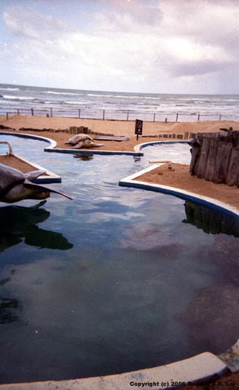 Turtles at Projeto Tamar